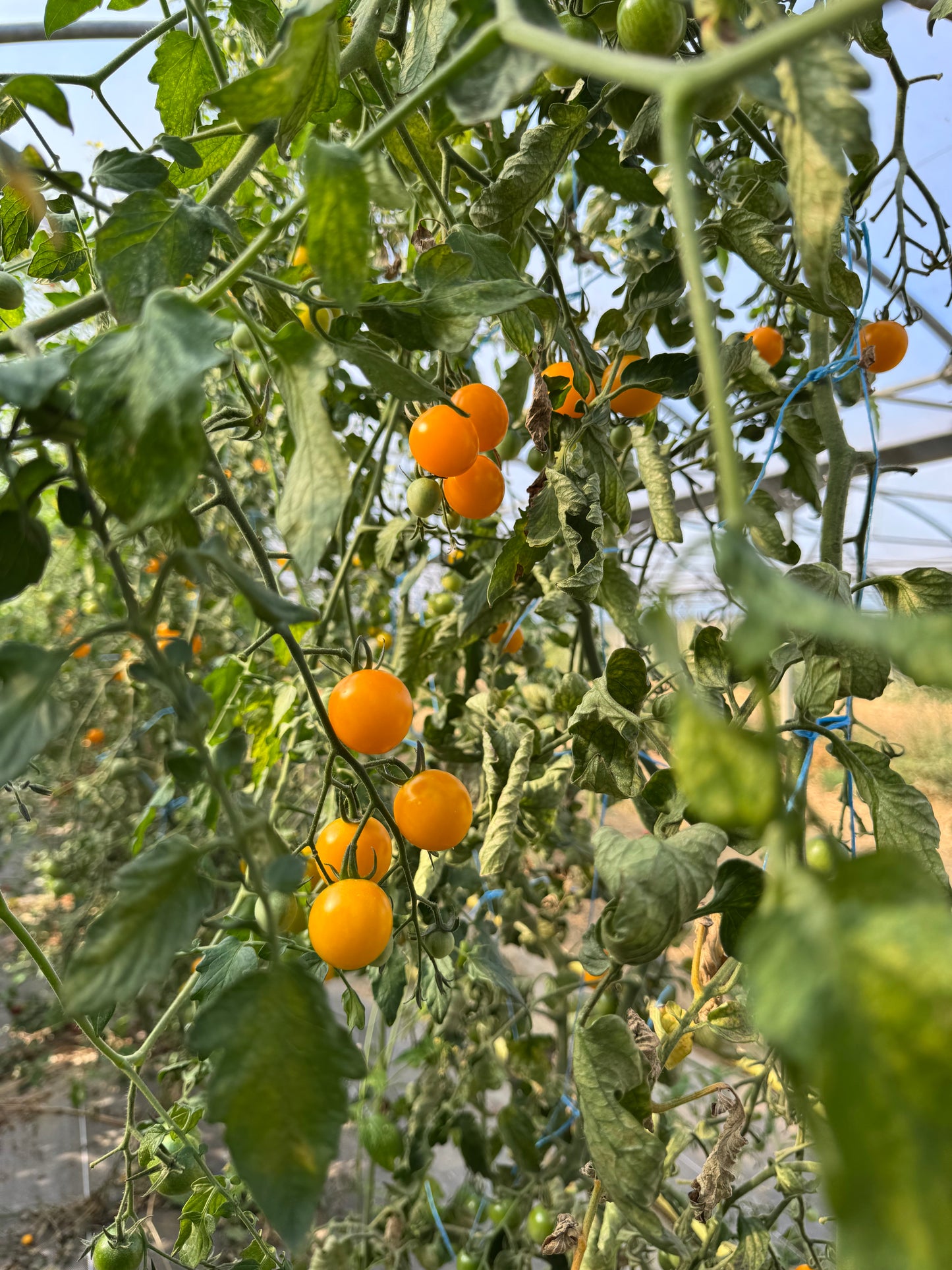 500g de Tomates cerises
