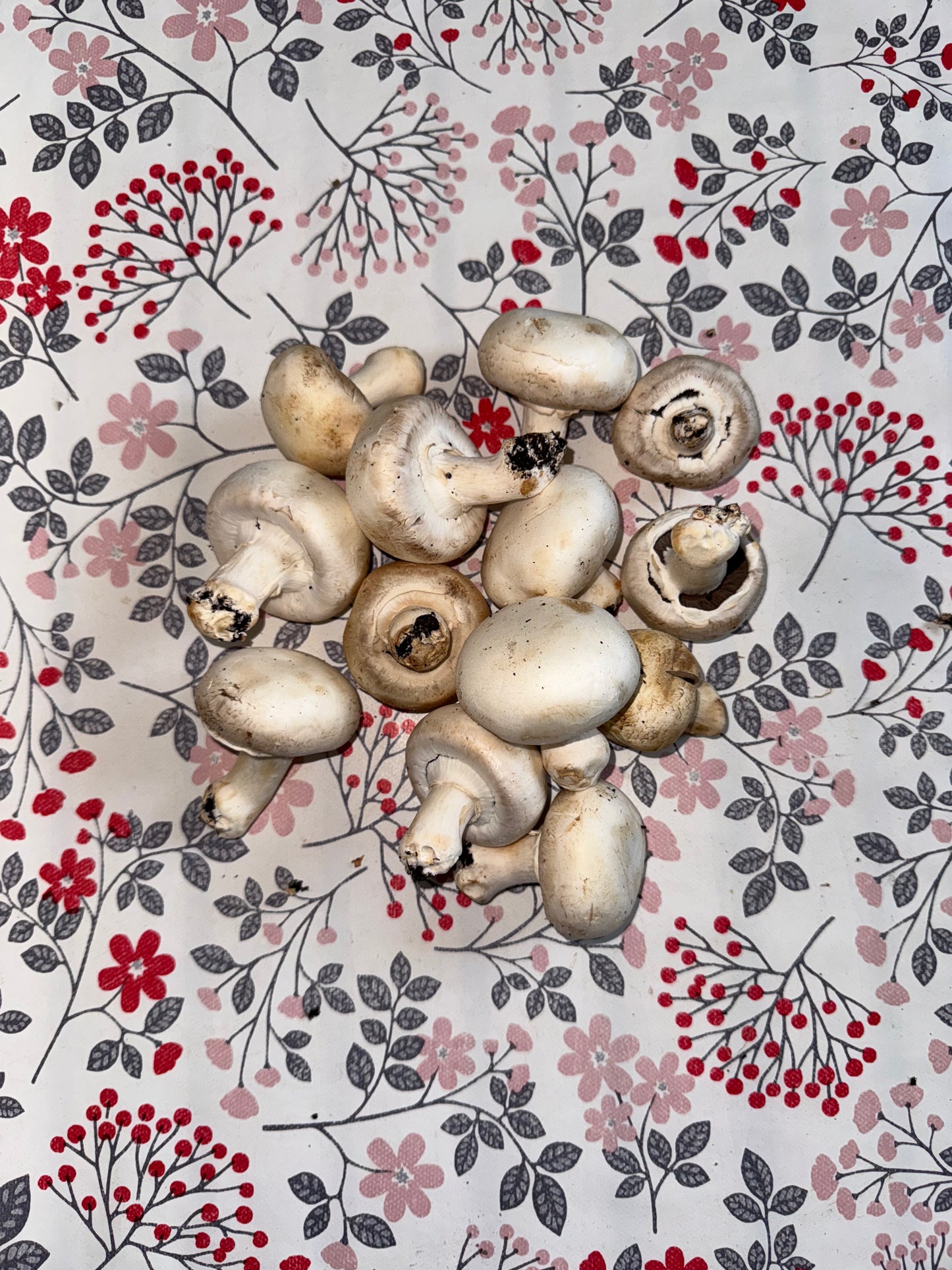 500g de Champignons
