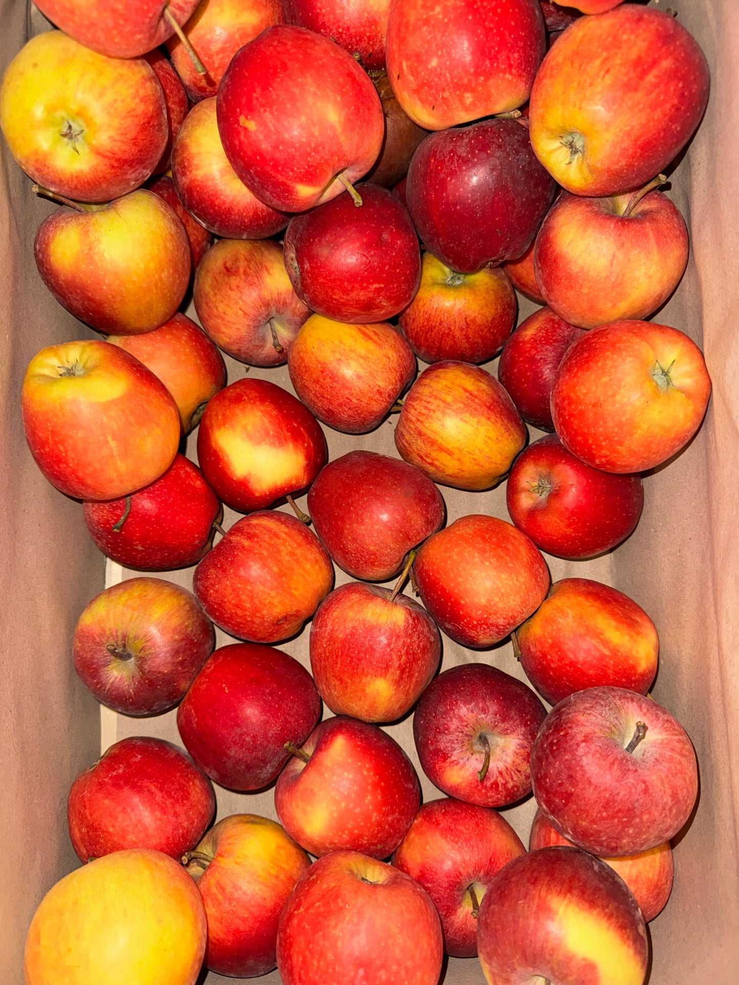 1kg de Pommes Gala