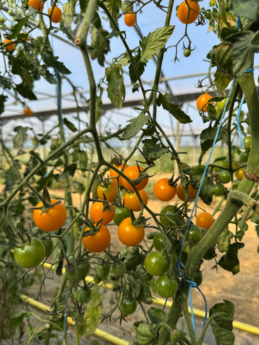 500g de Tomates cerises