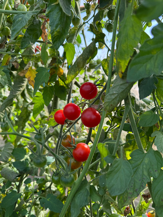 500g de Tomates cerises