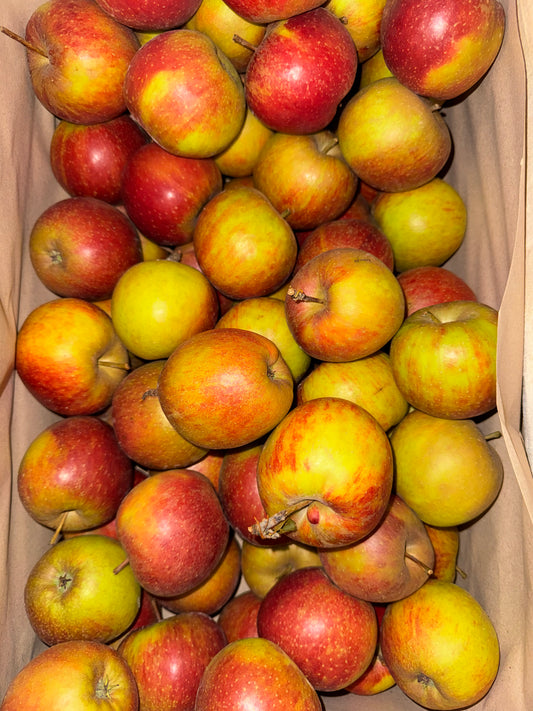 1kg de Pommes Boskop